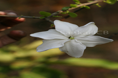 Gardenia gummifera